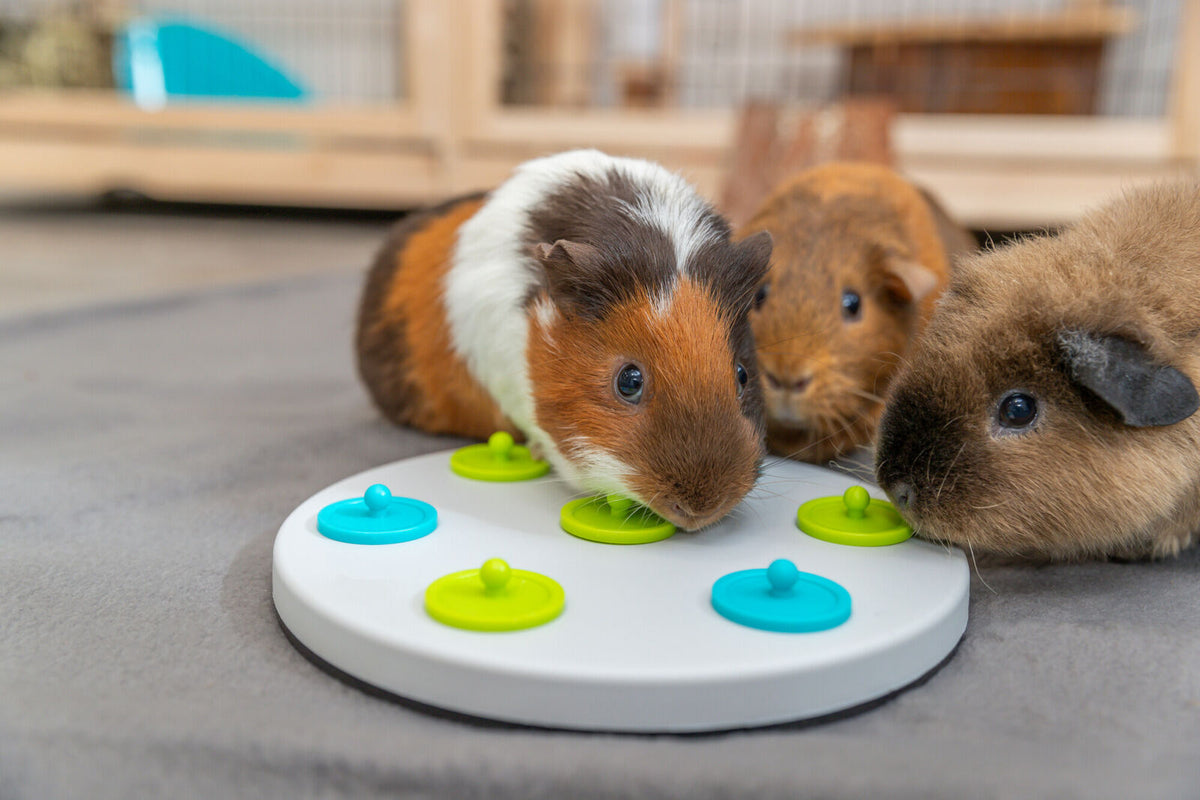 Drei Meerschweinchen erkunden ein rundes Spielzeug mit grünen und blauen Elementen auf grauem Untergrund.