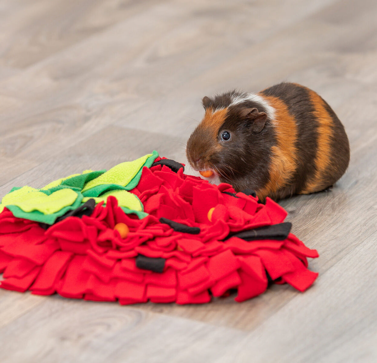 Ein Meerschweinchen mit mehrfarbigem Fell sitzt neben einem roten und grünen Spielzeug auf einem Holzboden.