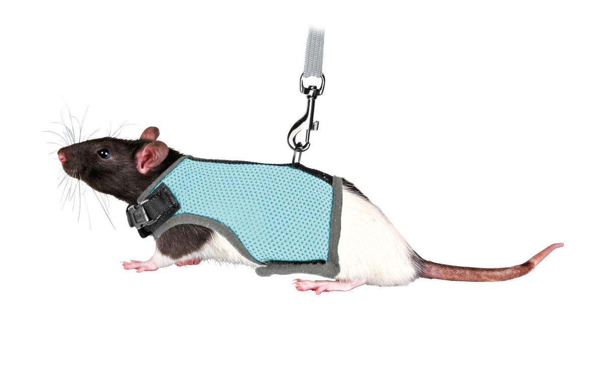 Eine Ratte trägt ein hellblaues Geschirr mit schwarzem Verschluss, das an einer grauen Leine befestigt ist.