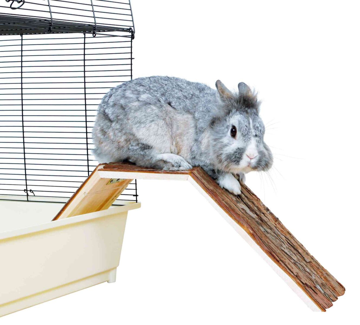 Graues Kaninchen auf brauner Holzrampe vor einem Gitterkäfig, der auf der linken Seite sichtbar ist.