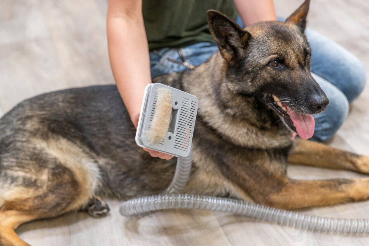 Person kämmt einen schwarz-braunen Hund mit einer Bürste, die an einem Schlauch angeschlossen ist.