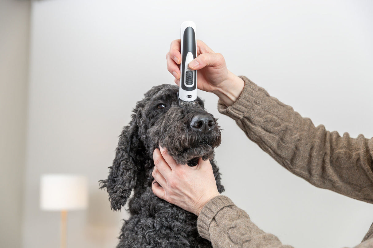 Eine Person verwendet einen weißen und schwarzen Rasierer auf dem Kopf eines großen, lockigen schwarzen Hundes.