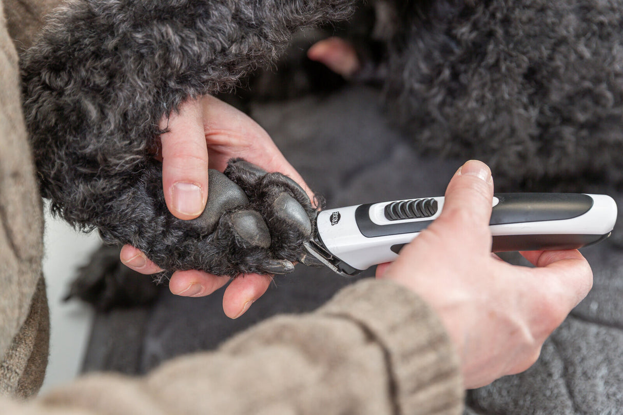 Eine Person schneidet mit einem Trimmer die Krallen eines Hundes mit schwarzem, lockigem Fell.