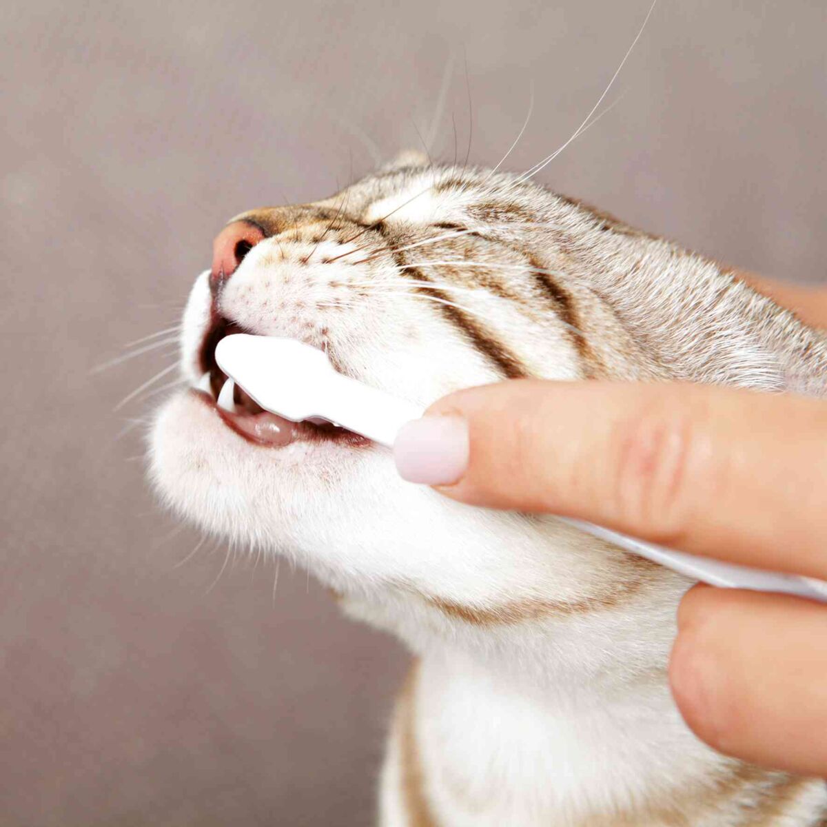 Eine Katze wird mit einer weißen Zahnbürste gebürstet, während sie leicht den Mund öffnet.