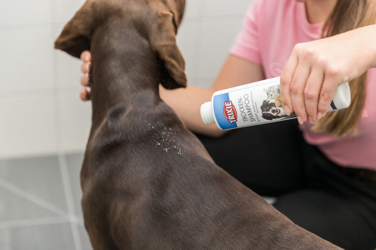 Eine Person trägt Trockenshampoo aus einer Flasche auf den Rücken eines braunen Hundes auf.