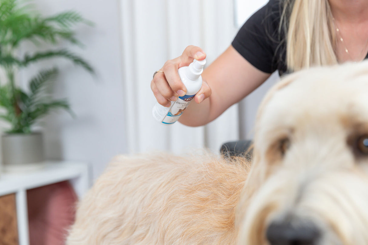 Person sprüht ein Pflegeprodukt auf das helle Fell eines Hundes, im Hintergrund Pflanze und Möbel.