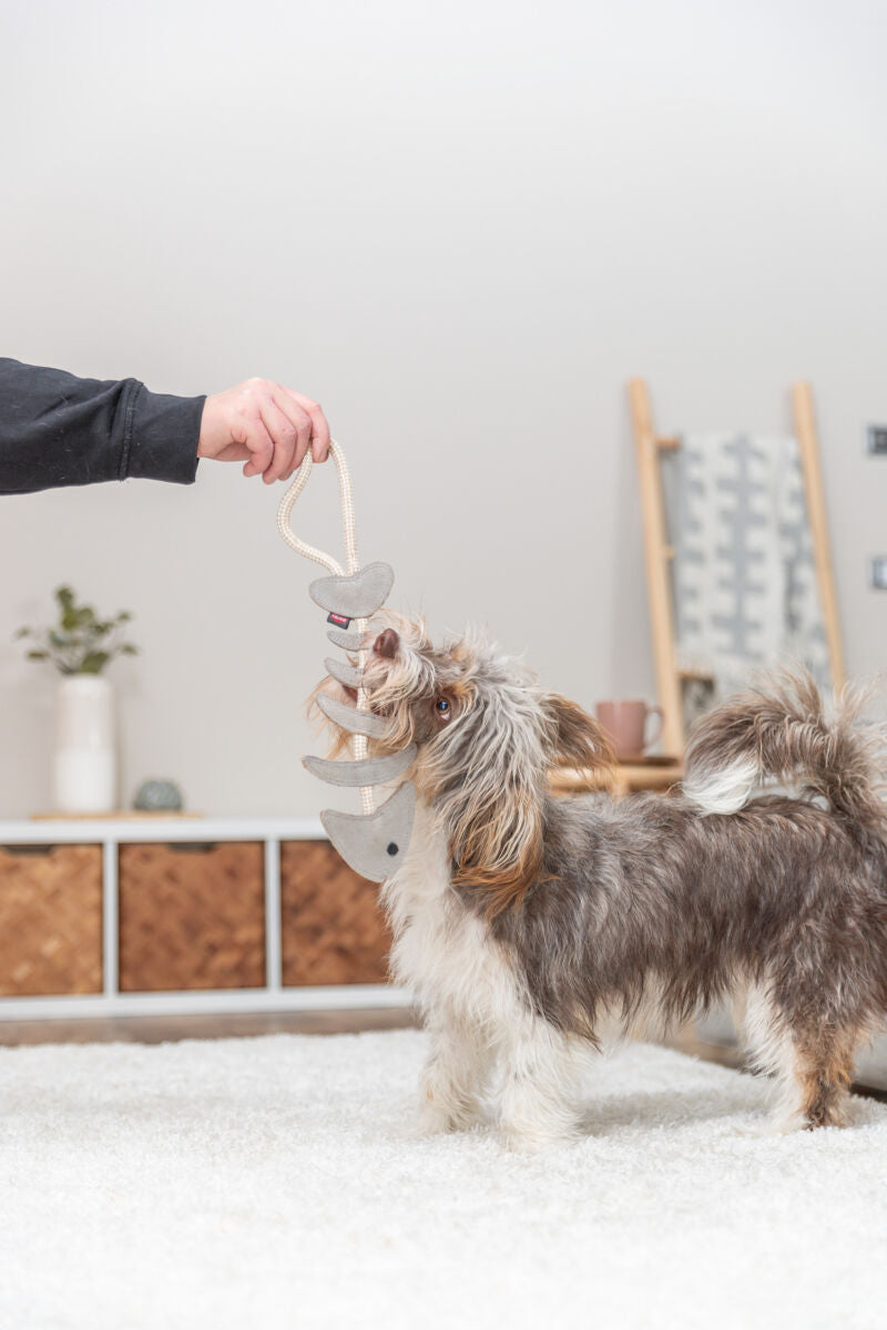 Hund spielt drinnen mit einem grauen Seilspielzeug, das von einer Person gehalten wird, auf einem weißen Teppich.