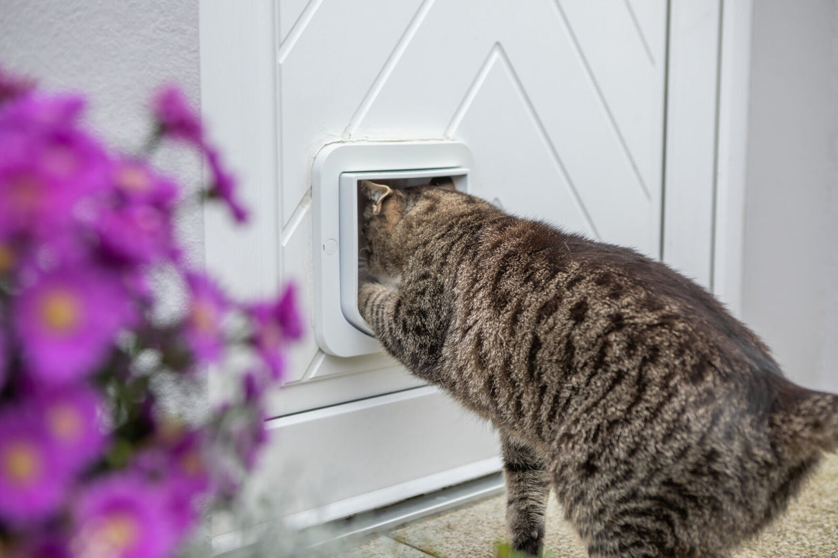 Getigerte Katze durchquert Katzenklappe in weißer Tür, lila Blumen im Vordergrund.