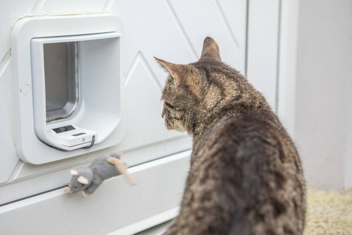 Katze betrachtet graues Spielzeug vor einer Katzenklappe an einer weißen Tür.