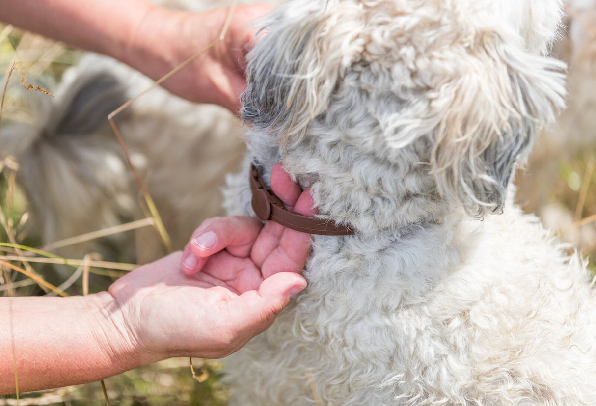 Hände befestigen ein braunes Halsband an einem kleinen, lockigen Hund im Freien auf einer Wiese.