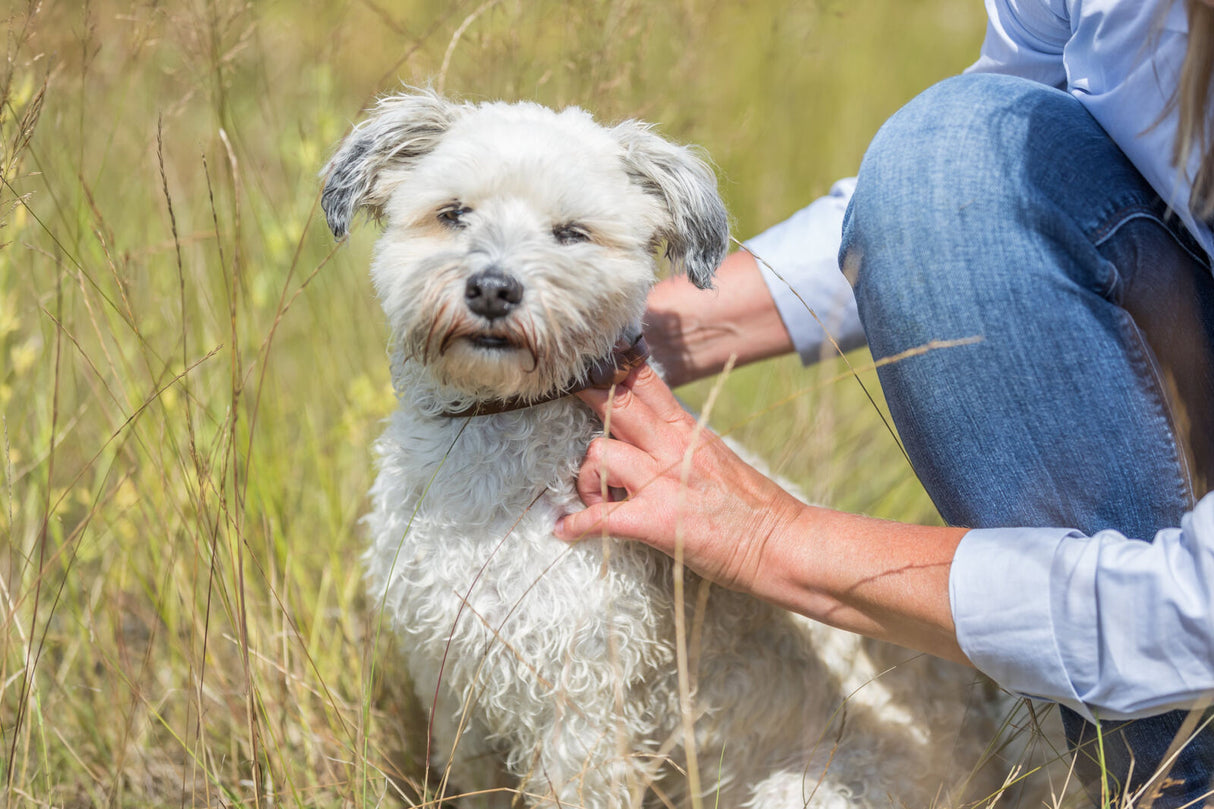 Ein kleiner, weißer, zotteliger Hund wird von einer Person mit blauer Jeans und Hemd im hohen Gras gestreichelt.
