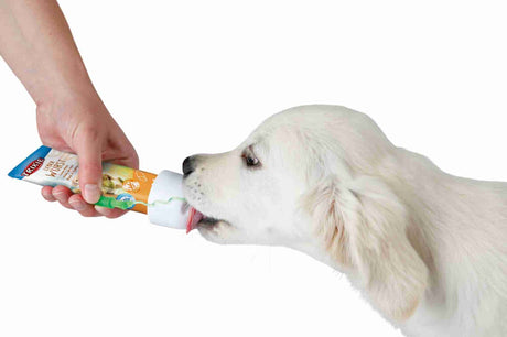 Eine Hand hält eine geöffnete Leberwursttube, aus der eine weiße Flüssigkeit fließt, die ein weißer Hund ableckt.