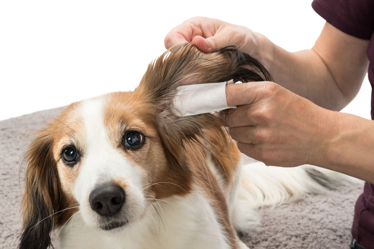 Hund mit weiß-braunem Fell wird von einer Person mit einer Pads in der Hand am Ohr gereinigt.