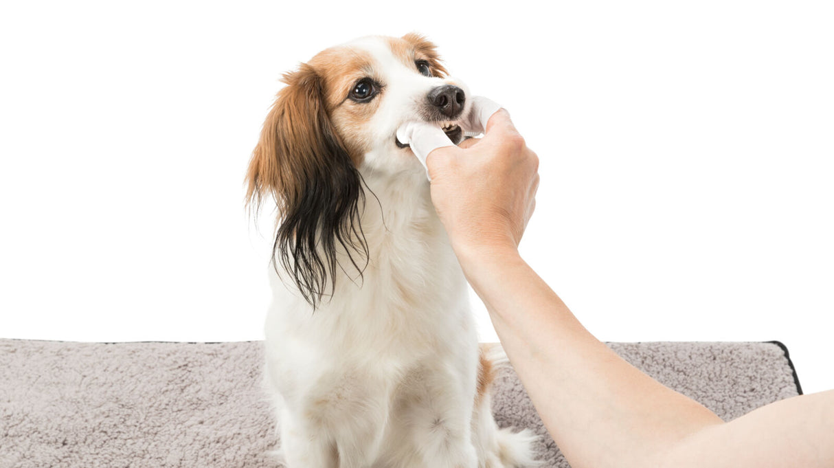 Ein Hund wird mit einem Tuch im Maul von einer Hand gepflegt, vor weißem Hintergrund.