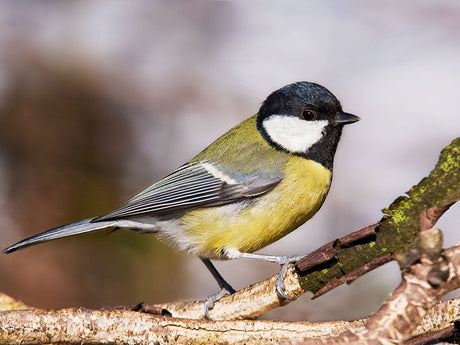 Ganzjahrsfütterung von Wildvögeln - TRIXIE Ratgeber zu Gartentieren