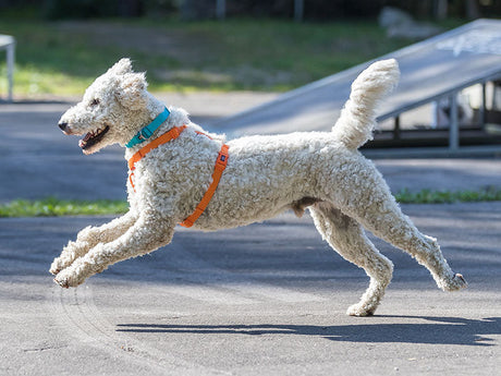 Was ist besser - ein Hundehalsband oder ein Geschirr? TRIXIE Hunderatgeber