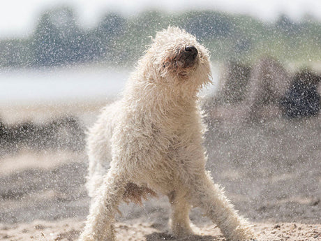 Schön sauber mit Hundeshampoo! - Der TRIXIE Hunderatgeber