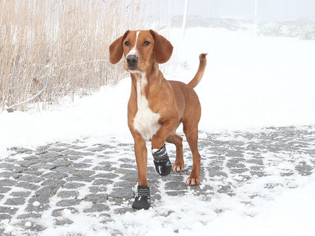 Pfotenschutz für Hunde bei Winterwetter - Der TRIXIE Hunderatgeber