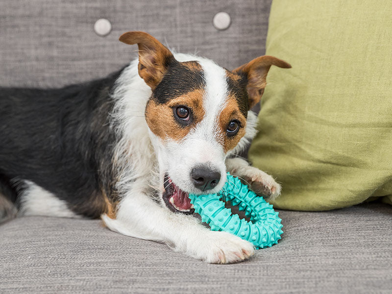 Unsere Denta Fun Kauartikel für Hunde gegen Maulgeruch