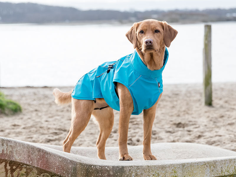 Hundebekleidung – was braucht dein Hund und wie sitzt die Kleidung richtig?