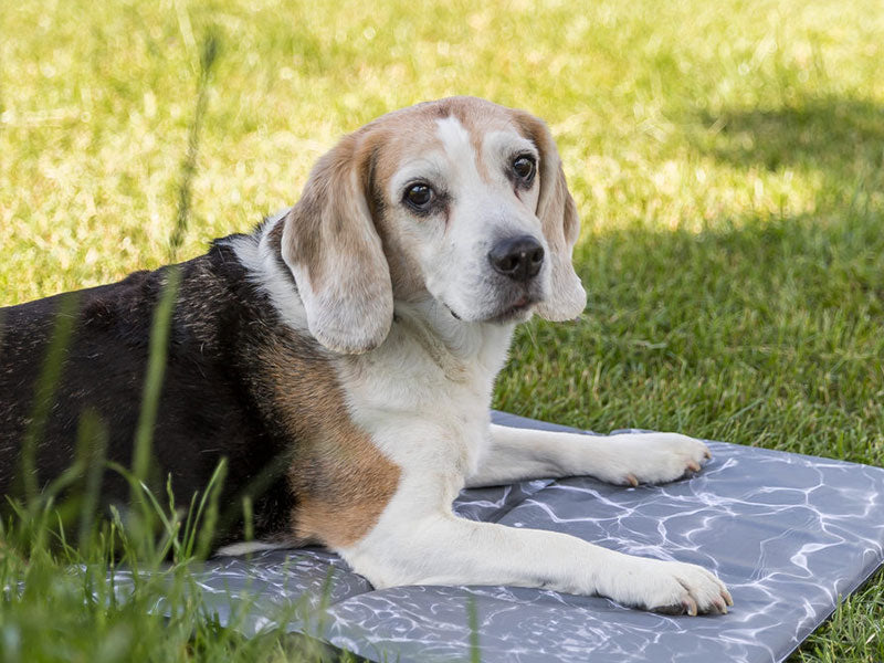 Senioren-Hund – Ernährung, Übergewicht und Inkontinenz. Was braucht das Tier?