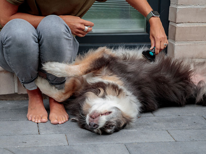 Senioren-Hunde – Fell-, Krallen- und Zahnpflege. Was braucht das Tier?
