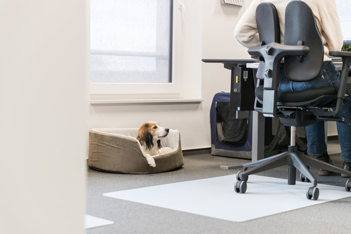 Hund im Büro: Wie Bürohunde den Arbeitsalltag bereichern