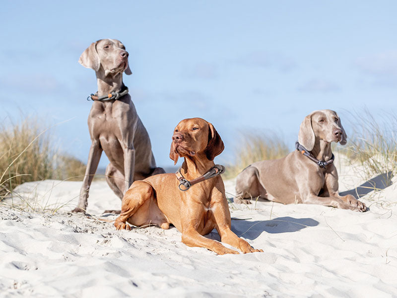 Drei Hunde mit Halsbändern liegen im Sand vor Dünen und blauem Himmel
