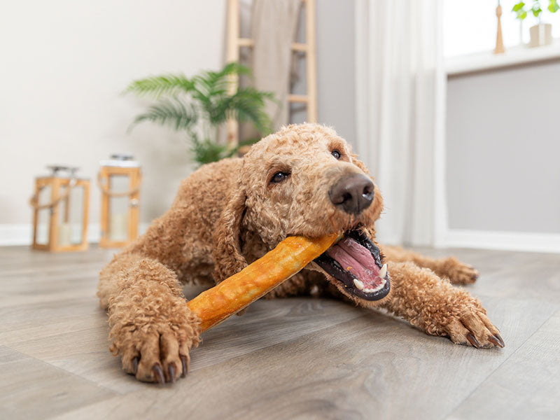 Kauartikel für Hunde