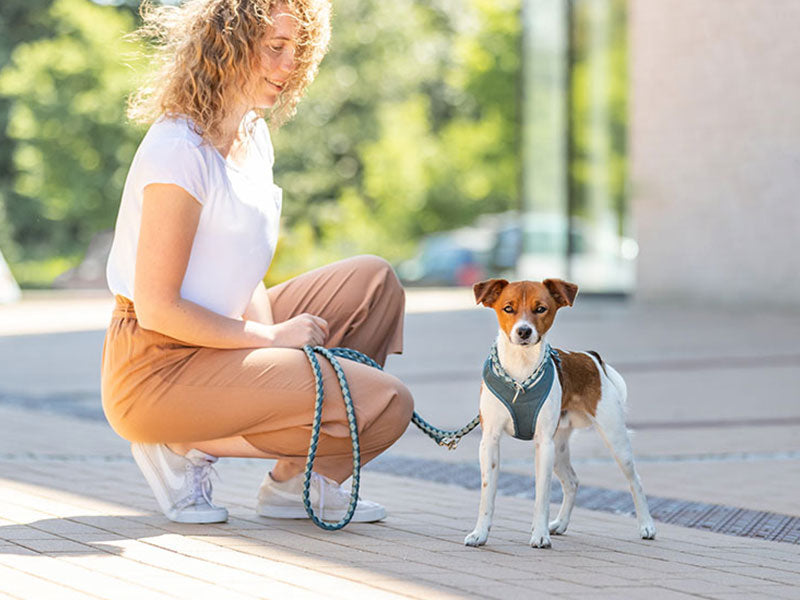 Leinen, Halsbänder & Geschirre für Hunde