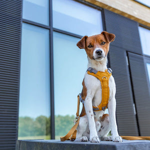 Hundegeschirre