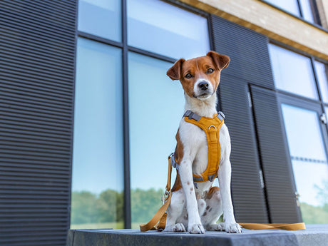 Hundegeschirre