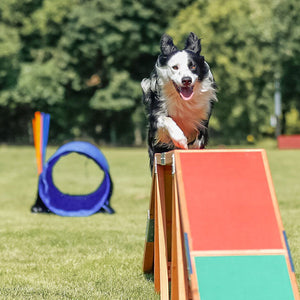 Hundesport