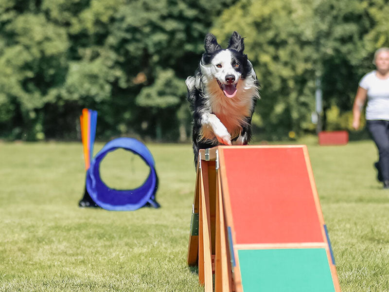 Hundesport