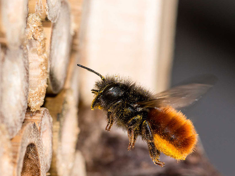 Insektenhotels