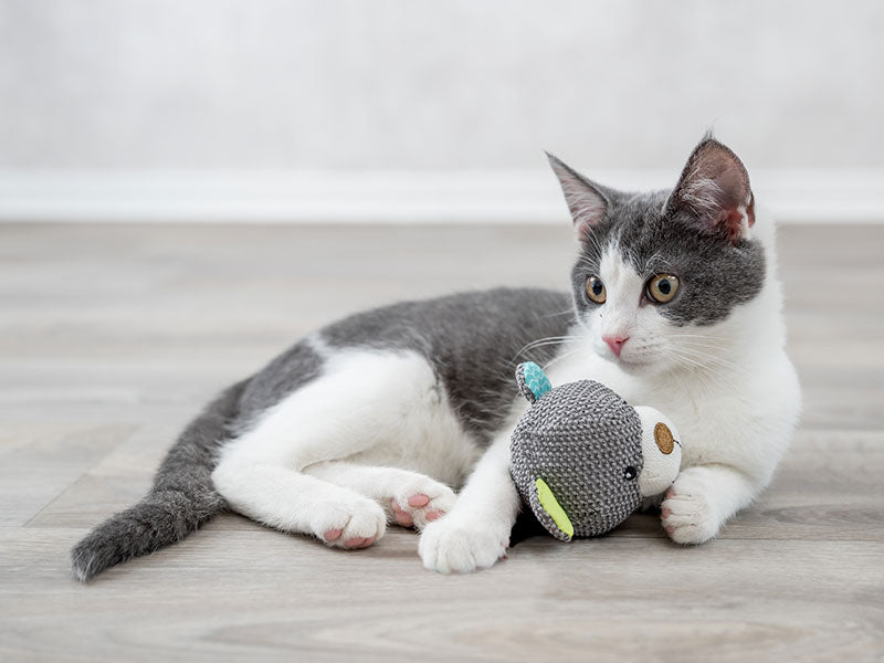 Grau-weiße Katze liegt auf dem Boden und hält ein graues Stoffspielzeug mit Bärenkopf.