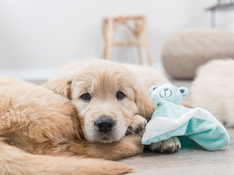 Golden Retriever Welpe liegt auf dem Boden neben türkisfarbenem Schnuffeltuch mit Bärenkopf.