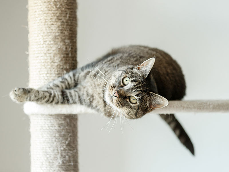 Kratzmöbel für Katzen