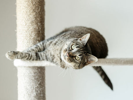 Kratzmöbel für Katzen