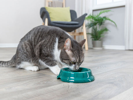 Näpfe und Tränken für Katzen