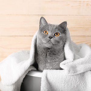 Shampoos