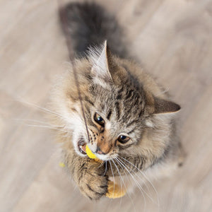 Katzenangeln & Spielstäbe