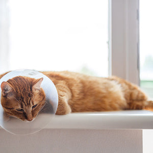 Katzengesundheit