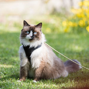 Katzengeschirre & Halsbänder