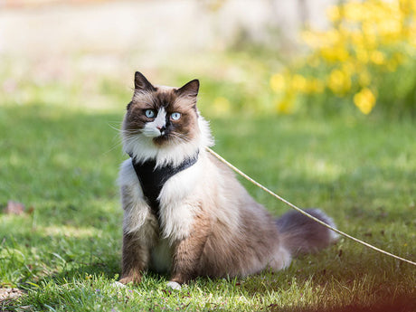 Katzengeschirre und Halsbänder