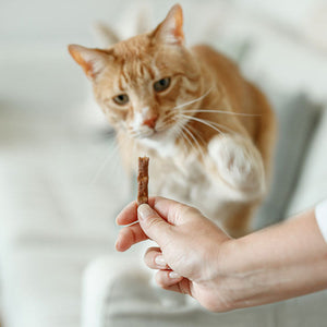 Katzenleckerlis