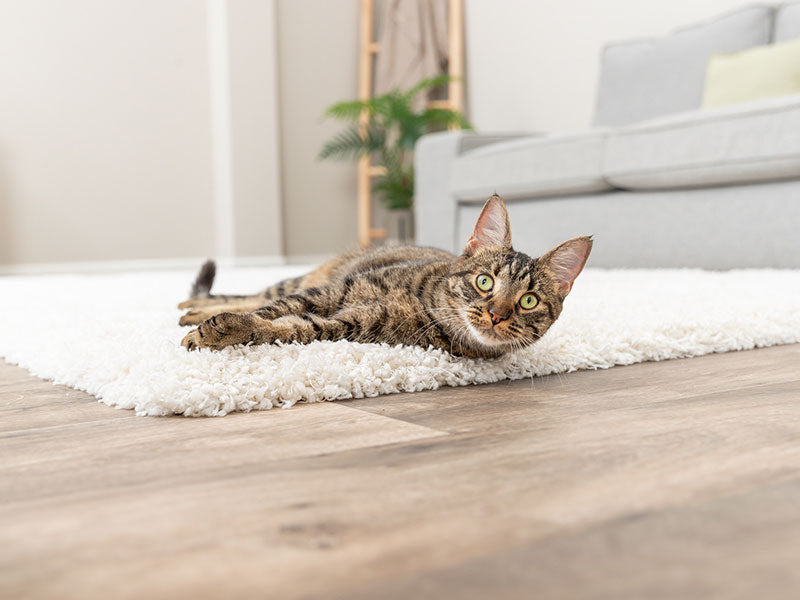 TRIXIE Neuheiten für deine Katze