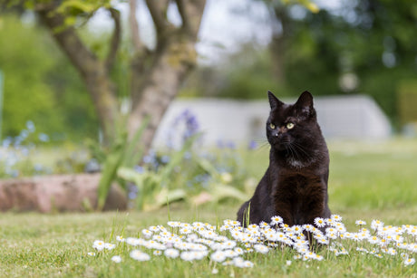 Osterartikel für Katzen