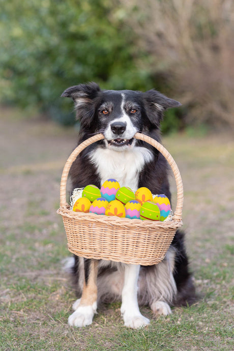 Osterartikel für Hunde