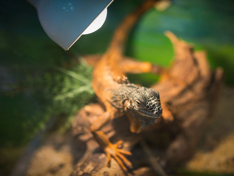 Terrarienbeleuchtung
